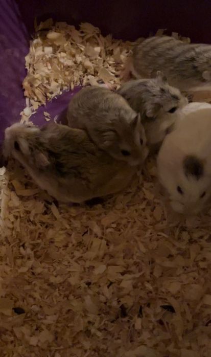 Chomik, chomiczek, chomiczek Roborowskiego