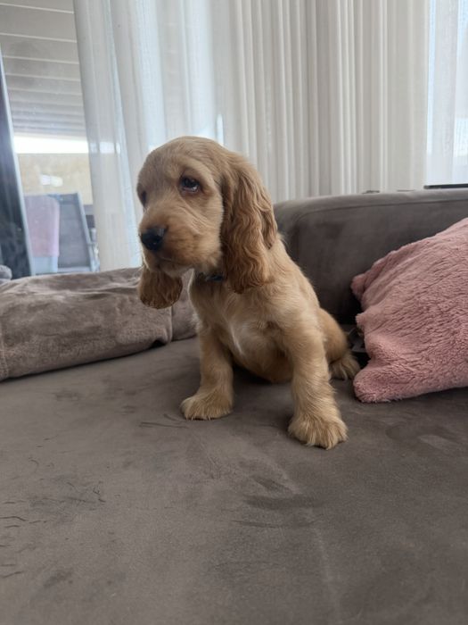 Cocker menino  lindo