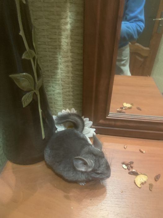 Домашні ручні гризуни