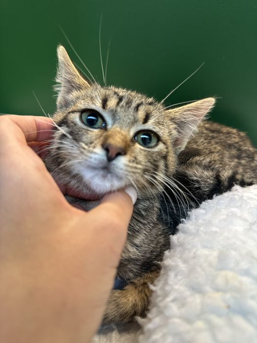 Котик тигрик кошеня 3,5 місяці сірий табі
