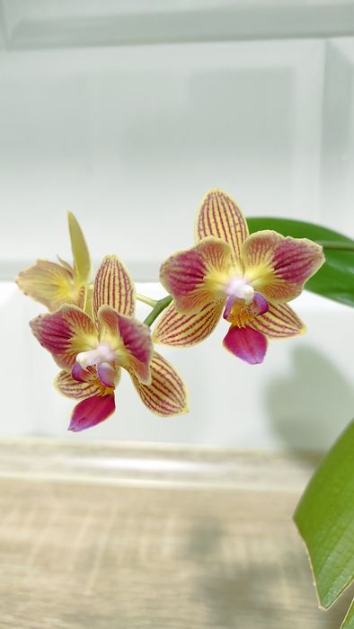 Орхідея фаленопсис Phal. Gold Staff