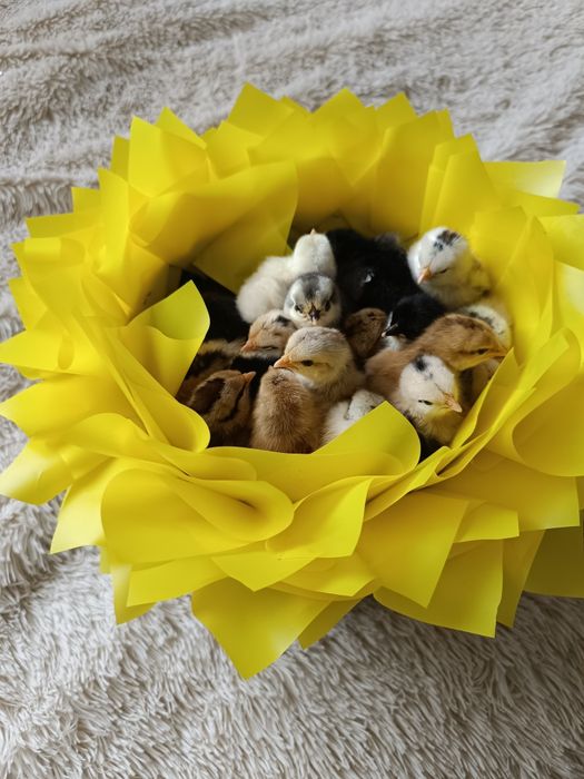 Карликові кохінхіни декоративні курі