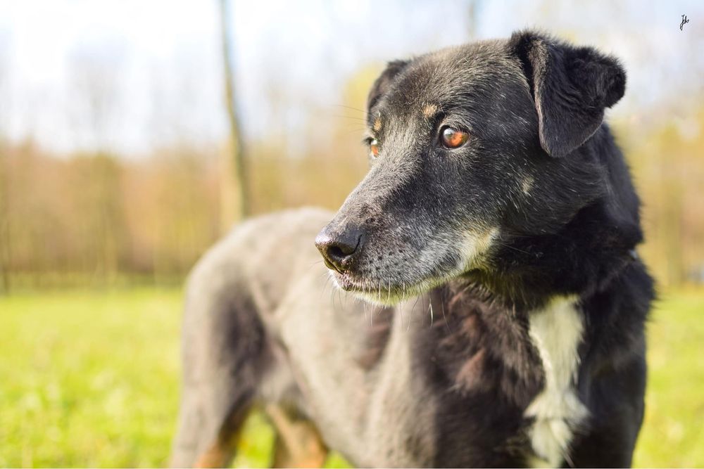 Topik nie ma czasu czekać - podaruj ciepły dom - adoptuj