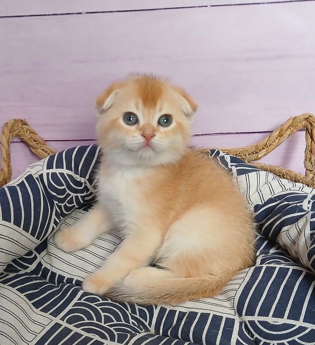 Котики золотої шиншили в пошуках родини