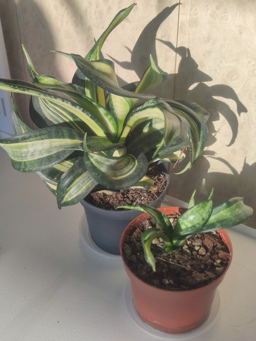 дітки сортових сансевієрій