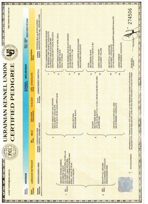 В'язка чистокровний лабрадор шоколадний кобель 4роки