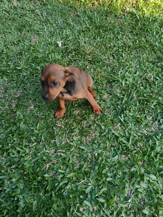 Pinscher macho lindo