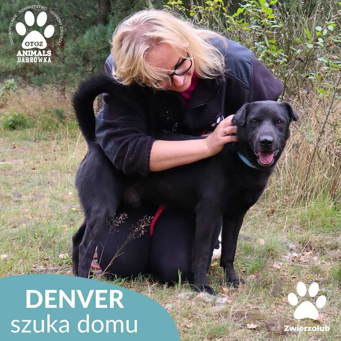 Denver szuka domu!