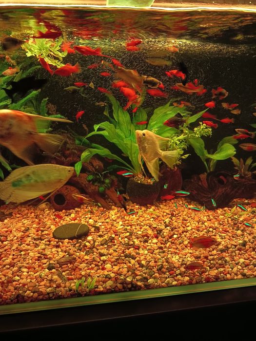 Mieczyki różne odmiany