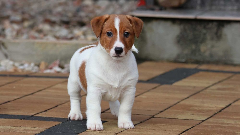 PIESEK Jack Russell Terrier ZKwP (FCI) z wzorcowej hodowli