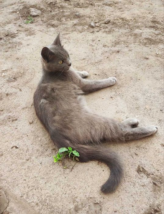 Пропала кошечка 1.3 мес Срочно