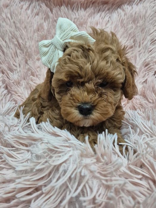 Pudel TOY  piękna suczka red brown, gotowa do odbioru na już