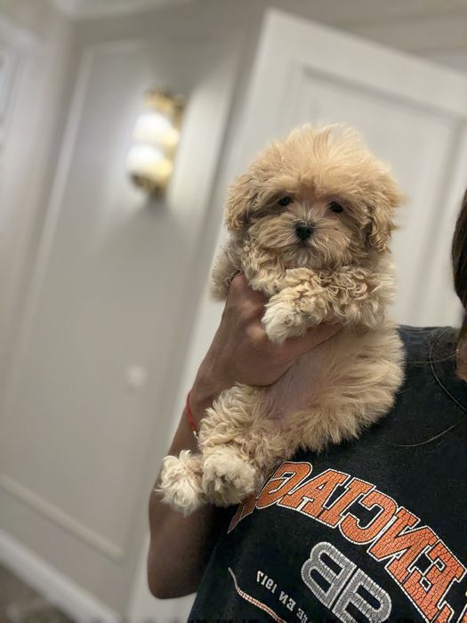 Мальтипу мини мальчик ф1 беби фейс