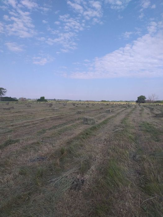 Продам сено Луговое