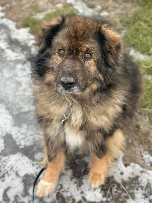 Piękny, spokojny Teddy szuka kochającego domu