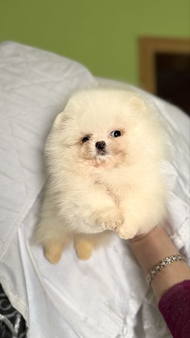 Справжня лялька щеня