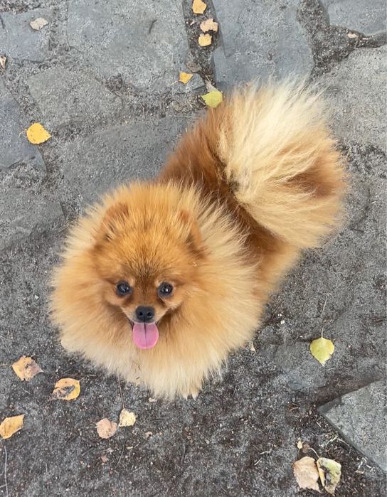 Супер дівчинка мішка