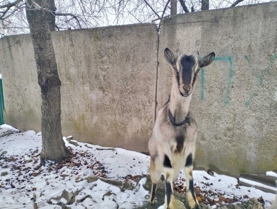 Продаємо вагітну козу.