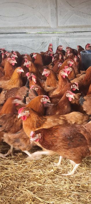 Kury nioski Rosa dominant kolorowe.Kurki z pierwszym jajkiem.PROMOCJA