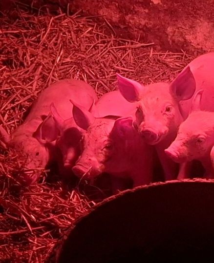 Продам поросята м'ясної породи