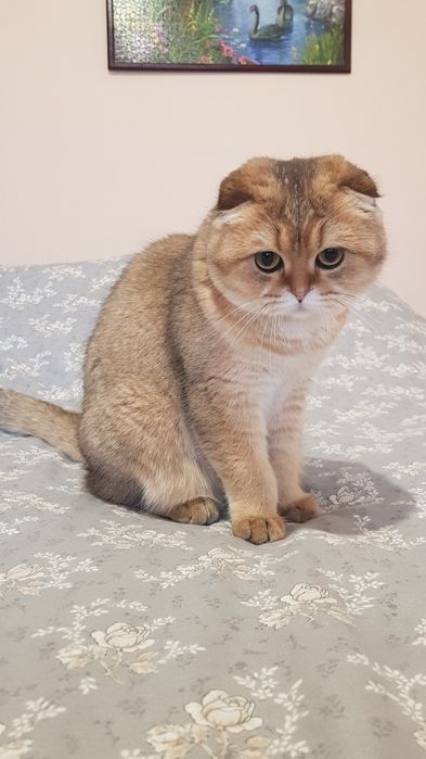 Шукаємо кота золоту шиншилу на вязку .