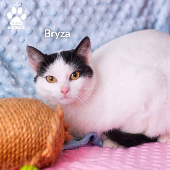 Szukamy domu dla Bryzy