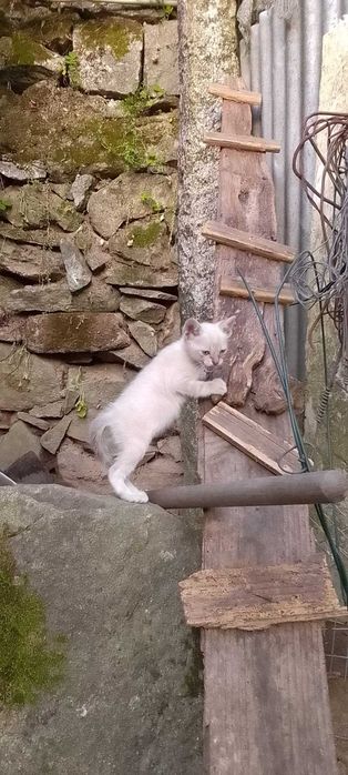gatinhos bebés super meiguinhos