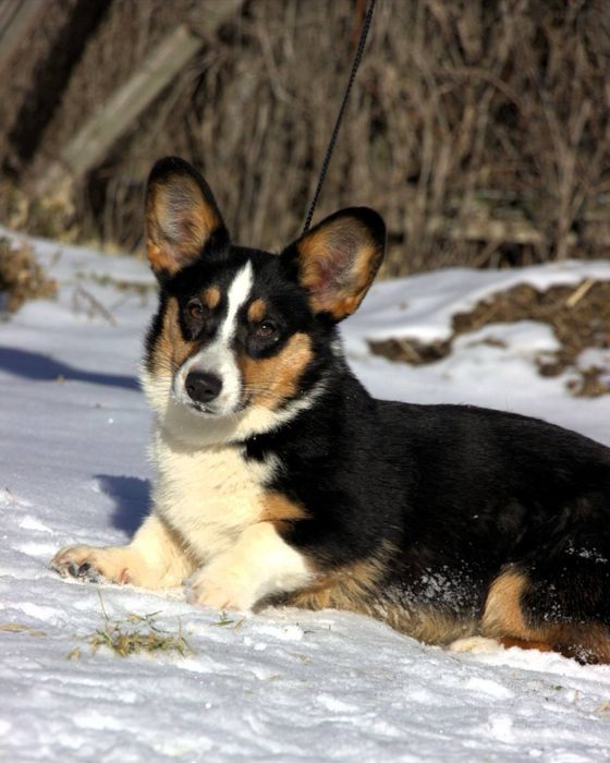 Чудова дівчинка кардіган