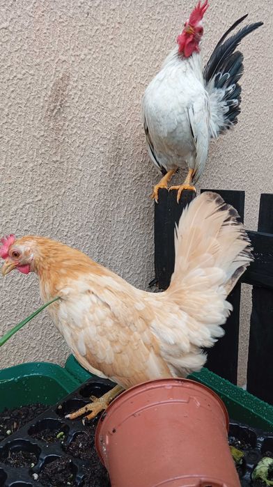 Seramas ovos Férteis