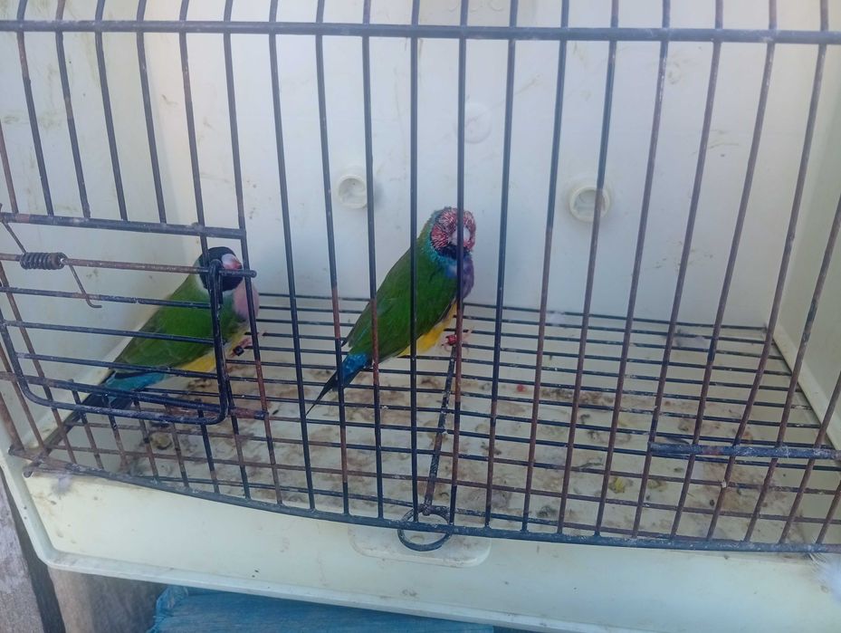 Ring necks caturras diamantes de gould e bengalins