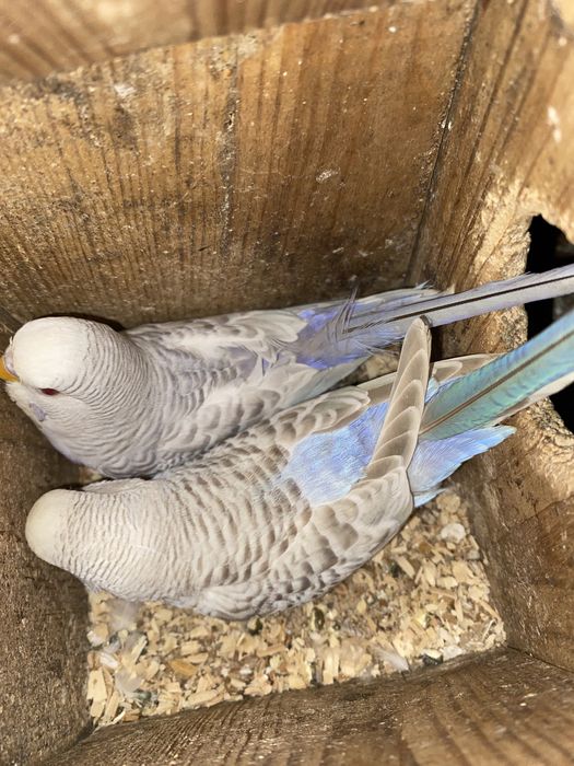 Tenho para venda periquitos novos prontos a criar