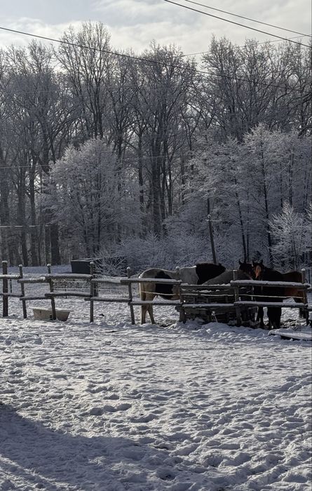 Boks angielski dla konia
