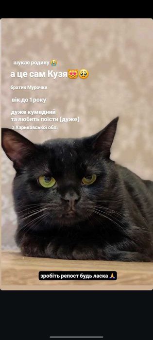 Віддам кота в добрі руки