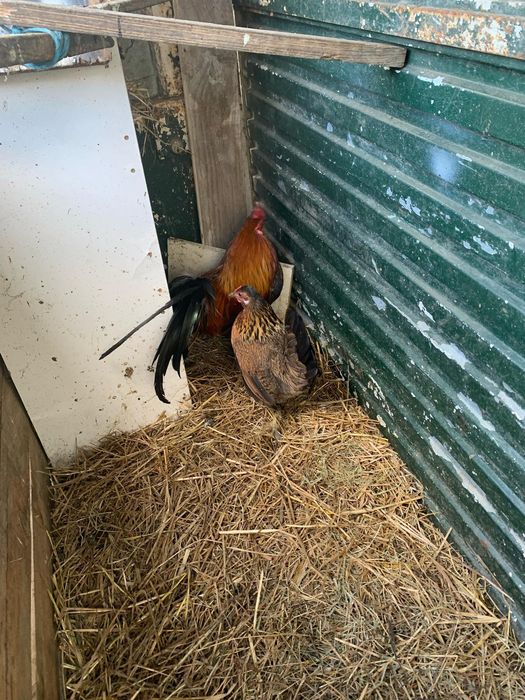 Vendo casal de garnizos