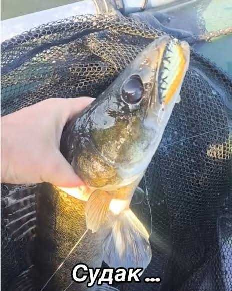 Пропонуємо  живу риби Судак окуньтолстолоб