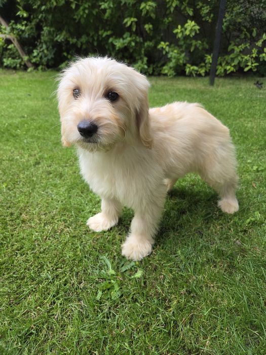 Goldendoodle mini suczka