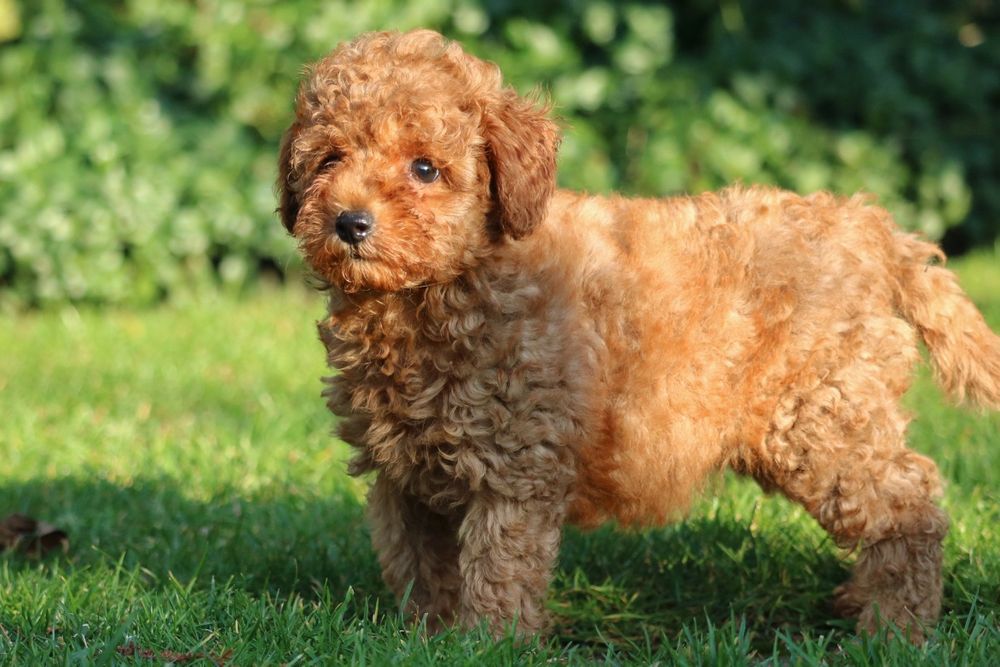 Przepiękna suczka pudelek toy/miniaturka.Badania rodziców.