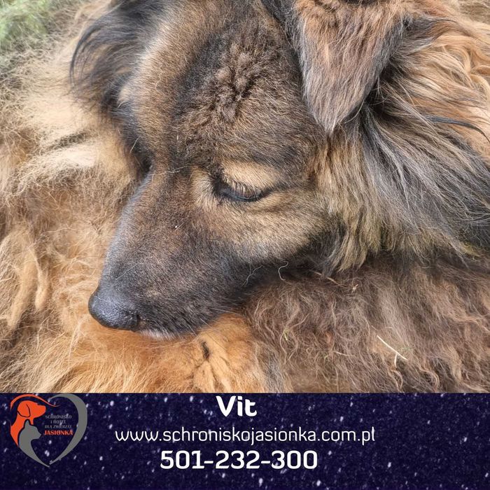 VIT do adopcji – Schronisko Jasionka