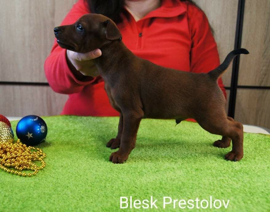 Щенки Цвергпинчера с Родословной КСУ