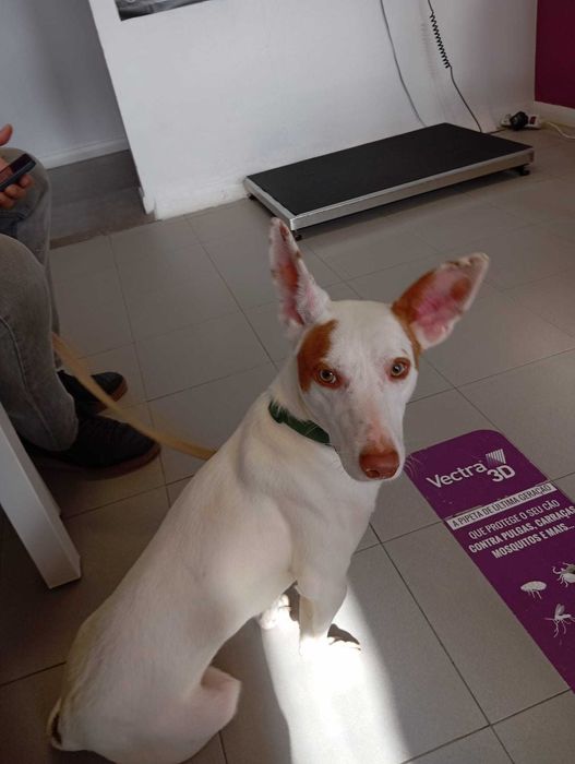 Benjy - Para Adopção
