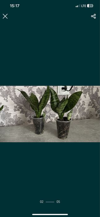 Сансевієрія (тещин язик)