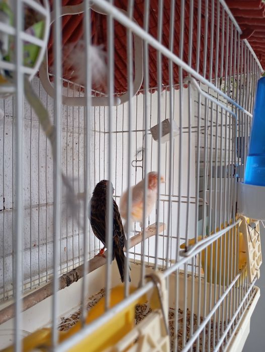 Aves Canário Casal