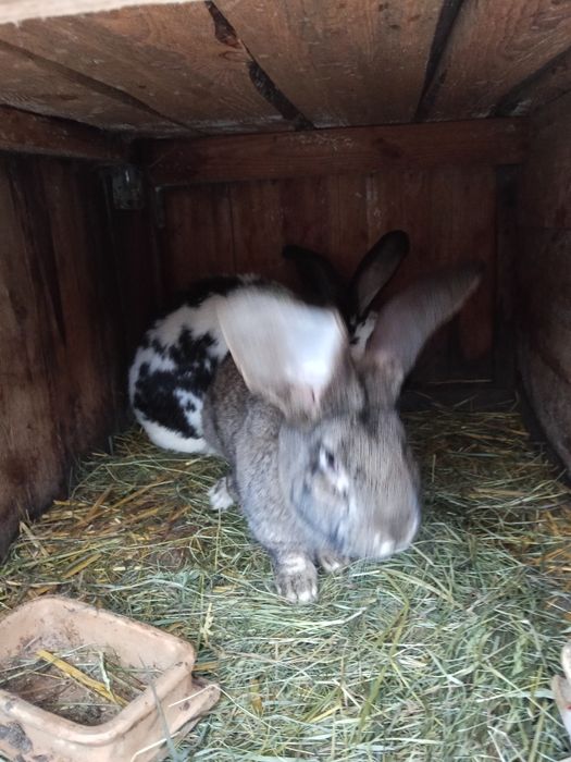 Króliki Belgii ,szynszyle,srokacze, czarne, białe.