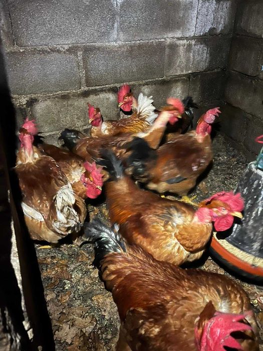 Galos  medios caseiros