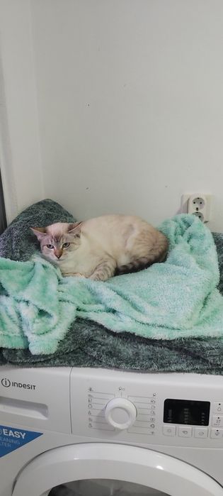 Gatinha junior esterilizada para adoção