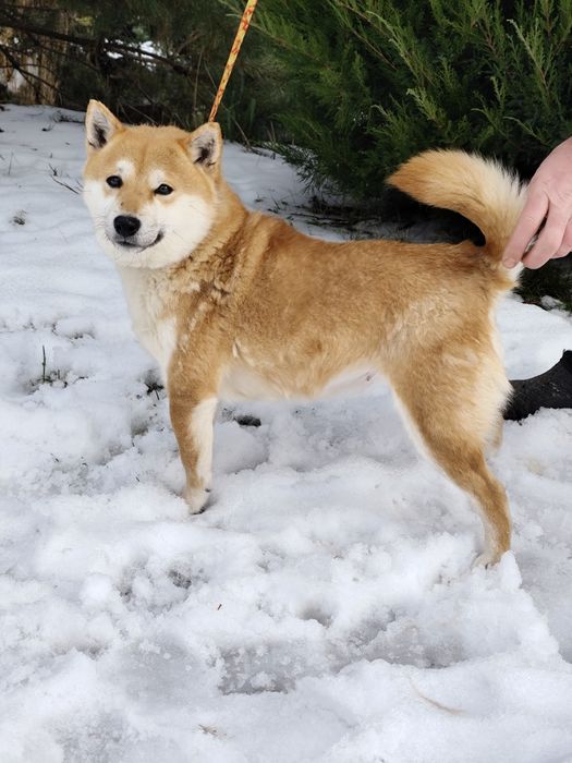 Дівчинка Шиба Сіба Іну