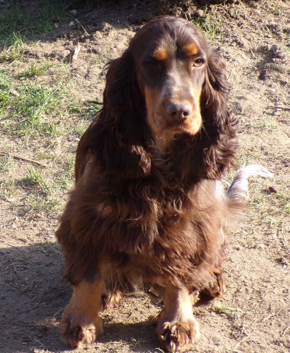 Cockapoo F1 ,nieduży,piękny, unikalny  piesek Blue Roan, tata FCI, badania