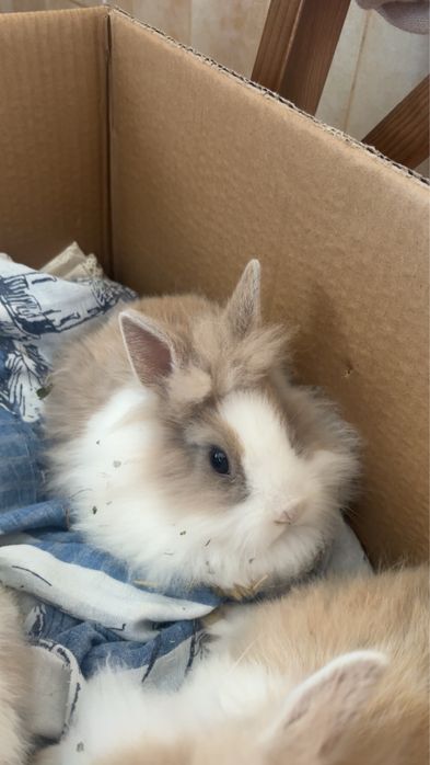 Pilne! Króliczki miniaturki