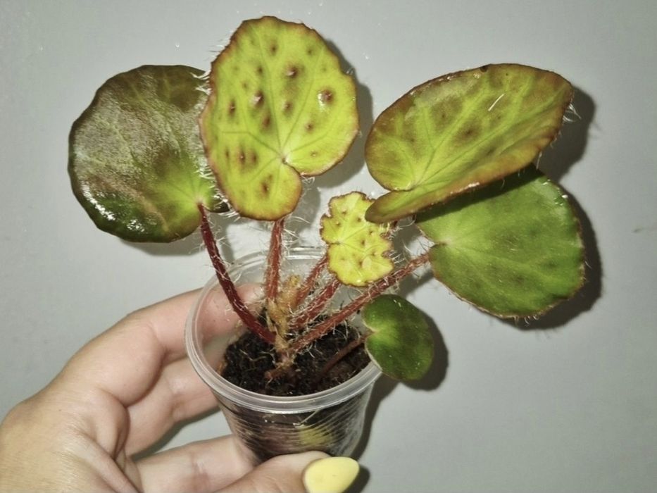 Рідкісні бегонії