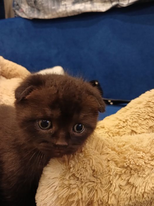 Продам кошенят...